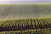 Arable farming, agricultural territories, region of Senlis, Department of Oise, France