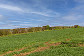 hedges on the edge of the field, refuge for small fauna, arable crops, agricultural lands, Senlis region, Department of Oise, France