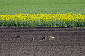 European hare (Lepus europaeus), at the time of reproduction, in the fields, arable land, Senlis region, Department of Oise, France