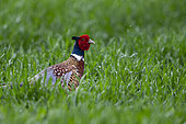 Colchid's pheasant, ring-necked pheasant or hunting pheasant (Phasianus colchicus), male at the time of reproduction, in a field of wheat, land of great cultivation, Senlis region, Department of Oise (60), France