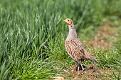 Gray Partridge (Perdix perdix), at the time of reproduction, in a wheat field, land of great cultivation, Senlis region, Department of Oise, France