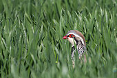 Red Partridge (Alectoris rufa), male at the time of reproduction, in a wheat field, arable land, Senlis region, Department of Oise, France
