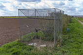 Cage métallique grillagée pour capturer des corbeaux et d'autres corvidés comme les pies (Pica pica), dans une zone de grande culture céréalière, avec un oiseau prisonnier à l'intérieur qui sert d'appelant, il attire les autres, région de Senlis, Oise, France