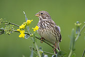 Corn Bunting (Emberiza calandra), also called European Proyer, male placed on a rapeseed plant, to call a female, arable land, Senlis region, Department of Oise, France