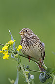 Corn Bunting (Emberiza calandra), also called European Proyer, male placed on a rapeseed plant, to call a female, arable land, Senlis region, Department of Oise, France
