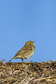 Corn Bunting (Emberiza calandra), also called European Proyer, male posed on a bale of straw, to call a female, arable land, Senlis region, Department of Oise, France