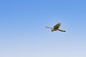 Faucon crécerelle (Falco tinnunculus), mâle en vol, faisant le vol du "Saint Esprit " (vol sur place), pour prendre un campagnol, sa proie préférée chez les micromammifères, terre de grande culture, région de Senlis, Oise, France