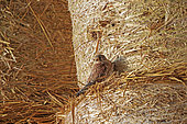 Kestrel (Falco tinnunculus), male posed on a bale of straw in a barn, land of great cultivation, Senlis region, Department of Oise, France