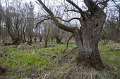 Willows of Mothern, Old forest of willows, Trogne or Trees refuge for many animals, Bas Rhin, Grand Est Region, France