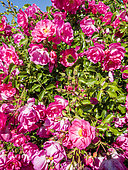 Rosa 'Neon' Obtenteur : Kordes (GER) 2001