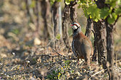 Red Partridge (Alectoris rufa) in a vineyard, Autignac, Hérault, France