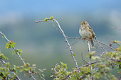 Corn Bunting (Emberiza calandra) singing on a bramble branch, Magalas , Hérault, France