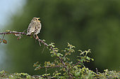 Corn Bunting (Emberiza calandra) singing on a bramble branch, Fouzilhon, Hérault, France