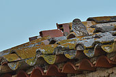 Little Owl (Athene noctua) dozing in the sun on the roof of a farmhouse, Magalas, Hérault, France