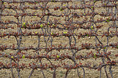 Frost episode from 7 to 8 April 2021 on a vineyard, some green leaves still remain, Saint Geniès de Fontedit, Hérault, France