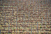 Frost episode from 7 to 8 April 2021 on a vineyard, some green leaves still remain, Saint Geniès de Fontedit, Hérault, France