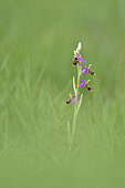 Woodcock Orchid (Ophrys scolopax) flower in a meadow, Magalas, Hérault, France
