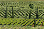 Vineyards lined with cypress trees in spring, Magalas, Hérault, France