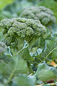 Broccoli (Brassica oleracea var. italica) in the vegetable garden, Magalas, Hérault, France
