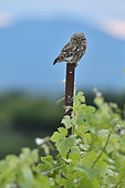 Little Owl (Athene noctua) on a vineyard stake, Magalas, Hérault, France