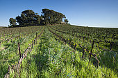 Planting of Horsebeans (Vicia faba) between rows of vines, Magalas, Hérault, France
