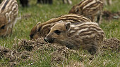 Wild boar (Sus scrofa) piglets, Ardennes, Belgium