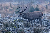 Red deer (Cervus elaphus) stag, Ardennes, Belgium