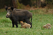 Wild boar (Sus scrofa) female suckling piglets, Ardennes, Belgium