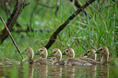 Canada Goose (Branta canadensis) goslings on the water, Ardennes, Belgium