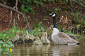 Canada Goose (Branta canadensis) adults with goslings on the water, Ardennes, Belgium