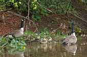 Canada Goose (Branta canadensis) adults with goslings on the water, Ardennes, Belgium