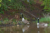 Canada Goose (Branta canadensis) adults with goslings on the water, Ardennes, Belgium