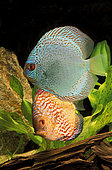 Discus (Symphysodon aequifasciatus)