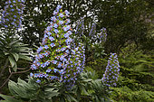 La Gomera blue tajinaste (Echium acanthocarpum), is an endemic plant of La Gomera. Canary Islands.