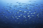 Atlantic bonito (Sarda sarda). Fish of the Canary Islands, La Gomera.