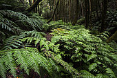 Fern (Woodwardia radicans) in the laurel forest of the Anaga Massif, Biosphere Reserve. Tenerife, Canary Islands.