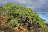 Balsam spurge (Euphorbia balsamifera), Tenerife. Canary Islands.