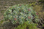 Balsam spurge in flower (Euphorbia balsamifera), Tenerife. Canary Islands.