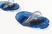 By-the-wind sailor, Sea sail or purple sail (Velella velella), is a small pelagic hydrozoan that appears en masse in some periods of the year. It has a sail that catches the wind and propulsion on the surface of the ocean. Tenerife, Canary Islands.