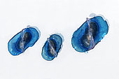 By-the-wind sailor, Sea sail or purple sail (Velella velella), is a small pelagic hydrozoan that appears en masse in some periods of the year. It has a sail that catches the wind and propulsion on the surface of the ocean. Tenerife, Canary Islands.