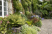 Perennial, african lily, fern, banana (Musa basjoo), in front of a house, France