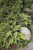 Japanese lace fern (Polystichum polyblepharum), France