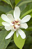 ​Sweetshrub (Calycanthus x raulstonii) 'Venus', flower