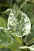 Balm-of-Gilead (Populus x jackii) 'Aurora', leaf, France