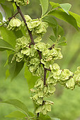 Chenmou Elm (Ulmus chenmoui) fruits, France