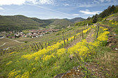Woad (Isatis tinctoria) in the vineyard at Kaysersberg, Haut-Rhin, Alsace, France