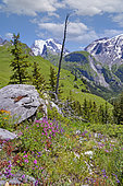 From the arrival of the Champagny gondola exceptional panorama on the Vanoise glaciers, the Grand Bec, the Grande Casse and the peaks over 3000 meters, Alpine lawn with flowers, Champagny-en-Vanoise, Savoie, Auvergne-Rhône-Alpes Region, France