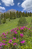 Alpine Lawn with alpenrose, snow-rose, or rusty-leaved alpenrose (Rhododendron ferrugineum), in bloom, From the arrival of the Champagny aerial lift, exceptional panorama of the Vanoise glaciers, the Grand Bec, the Grande Casse and the peaks over 3000 meters, Champagny-en-Vanoise, Savoie, Auvergne-Rhône-Alpes Region, France