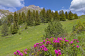 Alpine Lawn with alpenrose, snow-rose, or rusty-leaved alpenrose (Rhododendron ferrugineum), in bloom, From the arrival of the Champagny aerial lift, exceptional panorama of the Vanoise glaciers, the Grand Bec, the Grande Casse and the peaks over 3000 meters, Champagny-en-Vanoise, Savoie, Auvergne-Rhône-Alpes Region, France