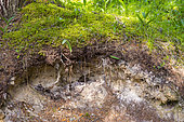 Alpine glade with a Rendosol or rendzine which is a little developed soil on limestone bedrock, Champagny-en-Vanoise, Savoie, Auvergne-Rhône-Alpes region, France